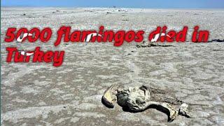 5000 flamingoes died at lake tuz in Turkey #flamingo #turkey