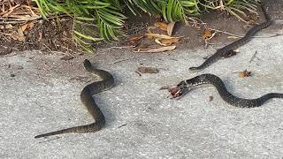 Snake Eating A Snake That Is Eating A Frog