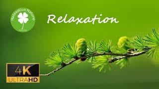 Relaxing music with wonderful nature, meditation,stress relief, peaceful, nature relaxation 4k