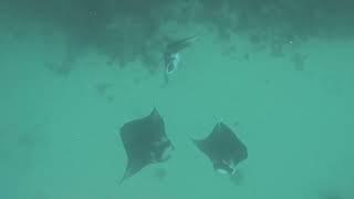 Amazing Snorkeling Tour with Reef Discovery… And lots of big Manta Rays!