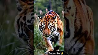 Tiger Stalking Prey in the Wild #wildtiger #wildlife #tigerlife #animals #worldtiger #tigerlove