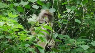 【 ニホンザル 】 夏の木の実を食べるサルたち 　～ 秋山郷 ～