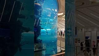 Jeddah New Airport | Jeddah airport Terminal 1 very Big Fish tank .#jeddahairport