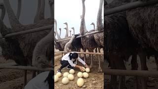 They Get RICH From OSTRICH EGGS! 