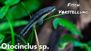 Otocinclus sp. (gestreifter Ohrgitterharnischwels) | Liquid Nature Fisch Vorstellung