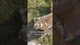 En güzel ortam ben de var. #patilidostlar #evcilhayvan #goldenretriever #keşfet