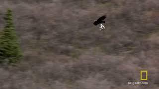 Golden Eagle Flies Off With A Dall Sheep Lamb GIF