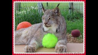 Max Canada Lynx Happy 12th Birthday!