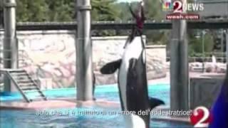 Blackfish - Trailer Italiano