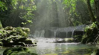 SLEEP: Forest Sound / Frogs Sound in 1 Hour