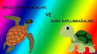 Kaplumbağalar | Kara kaplumbağaları ve Deniz kaplumbağaları