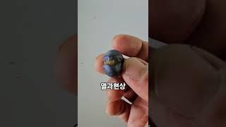 열과 현상 발생 20250622) 급격한 온도차이나 가뭄후 급격한 수분유입, 칼슘부족 등으로 갈라지는 현상 발생. #blueberry #블루베리 #열과현상