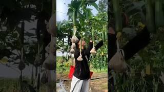 Bangla gardening tips#most profitable fruit farming#agriculture short video#shortvideo#high#farming