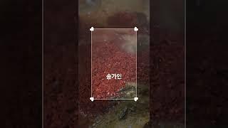 엄마아리랑#송가인#가수홍보#당당허니tv