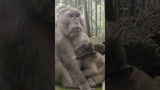 #monkey #shorts