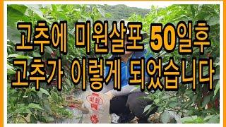 고추에 미원살포 50일후 고추가 이렇게 되었습니다