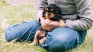 10 Hours of a Cavalier King Charles Spaniel Barking