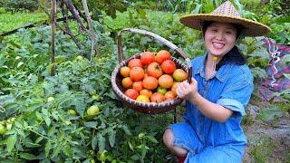 番茄长势喜人，番茄这样做，超级下饭，3个孩子非常爱吃