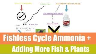 Fishless cycle and adding fish Afterwards | Ask The Aquaponics God