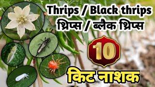 Black Thrips Control In Chilli | Black Thrips Control Insecticide | Black Thrips