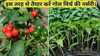 How to grow red round chilli at home गोल मिर्ची कैसे उगाएं।