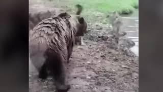 Bears Rip Wolf Apart at Zoo! **GRAPHIC**