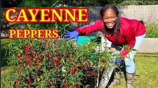 GARDEN HARVEST CAYENNE PEPPERS  ZONE 9B LOUISIANA