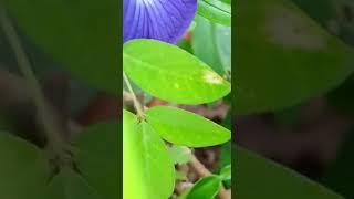 #Clitoria ternatea     #Asian pigeonwings #bluebellvine #blue pea #butterfly #Darwin pea.