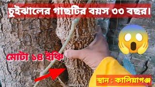 ৩৩ বছর বয়সী চুইঝাল গাছ ।। 33-years-old Chui Jhal tree.।।  @digitalbharat2540