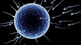 Human Physiology  Fertilization and human formation through sexual reproduction 2016