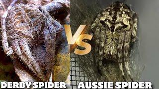 GIANT AUSSIE SPIDER VS JUMBO DERBY SPIDER KAKAIBANG LABAN