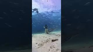 Surrounded by tiger SHARKS