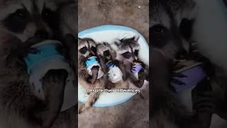 Raccoon babies found while walking the dog #animals #love #shorts