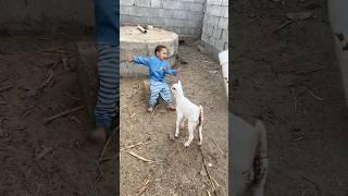 الماعز يحاول ينطح حمودي #shorts