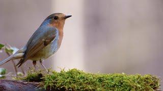 Birds Singing Without Music, 8 Hour Bird Sounds Relaxation, Soothing Nature Sounds, Birds Chirping