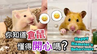 飼養倉鼠必須知道的8種倉鼠開心行為！Happy Hamster's Behaviours