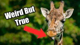 Weird Giraffe Facts You Need To Know!