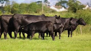 Ribble Aberdeen-Angus Dispersal