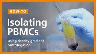 How to Isolate PBMCs from Whole Blood Using Density Gradient Centrifugation (Ficoll™ or Lymphoprep™)