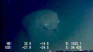 Strange ROV Footage from Sagami Bay | Deepsea Oddities: Unknown