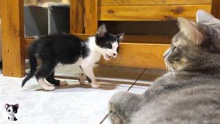 A rescued kitten suddenly started talking to a big cat when he met him for the first time