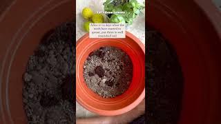 How To Grow A LEMON TREE From A SEED  #homegoals