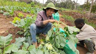 Trang trại lại một lần nữa được thu hoạch su hào tại vườn || Tony  Phong cuộc sống Châu Phi