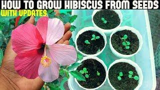 How To Grow Hibiscus From Seeds (FULL UPDATES)