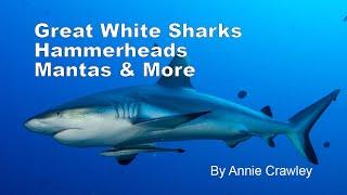 Great White Sharks Hammerhead Sharks Mantas and More by Annie Crawley