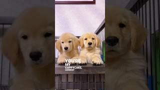 Two very cute golden retriever puppies 