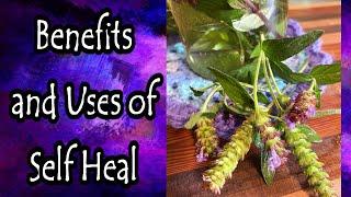 Benefits of Self Heal (Prunella Vulgaris)