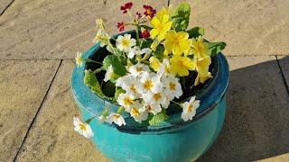 Container garden update - primula, hosta, rose, fuchsia, sedum and hydrangea