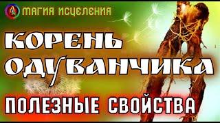 Корень Одуванчика, как собирать и полезные свойства | Что творит одуванчик, применение