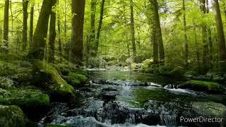 forest landscapes (video rilassante di paesaggio boschivo)